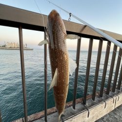 激渋〜カマボコの素〜