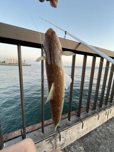 激渋〜カマボコの素〜