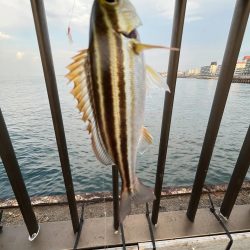 サビキが渋い時期