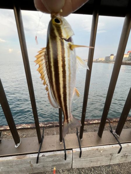 サビキが渋い時期