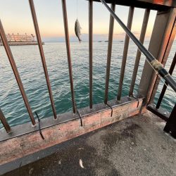 サビキも終わりかけ②