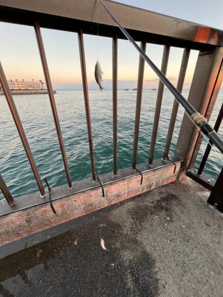 サビキも終わりかけ②