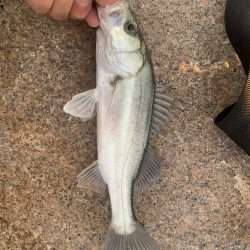 満潮前の夕まずめ