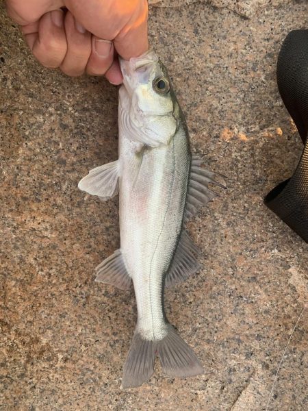 満潮前の夕まずめ