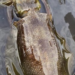 今年は少ないねん