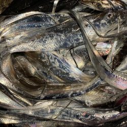 タチウオも大サバもよく釣れました