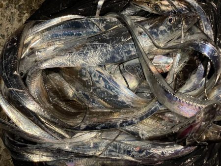 タチウオも大サバもよく釣れました