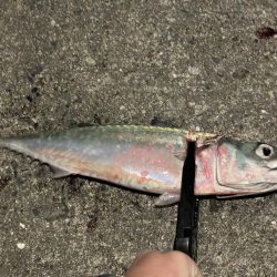 大サバ祭り！！