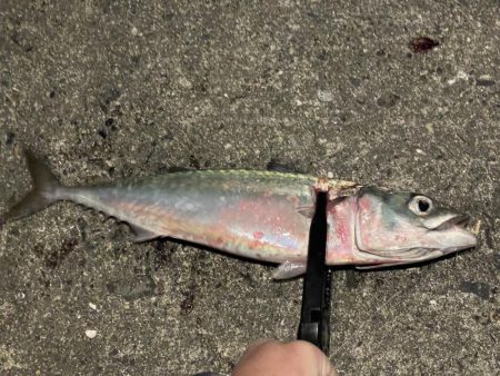 大サバ祭り！！