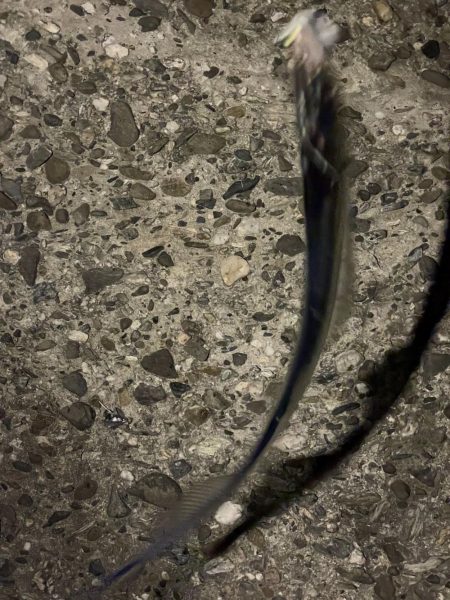 タチウオ、大サバよく釣れた！