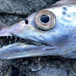 太刀魚居ました