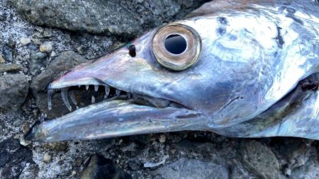 太刀魚居ました