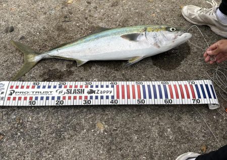 今年初青物NICE!!