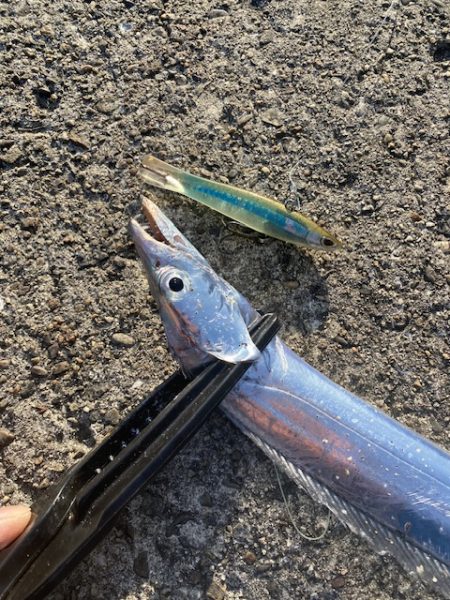 強風の中のタチウオ