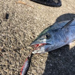 やっと今季1本目の！