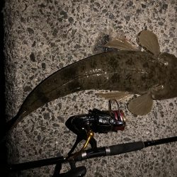 まさかのマゴチ