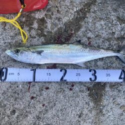 3年ぶりのサゴシ