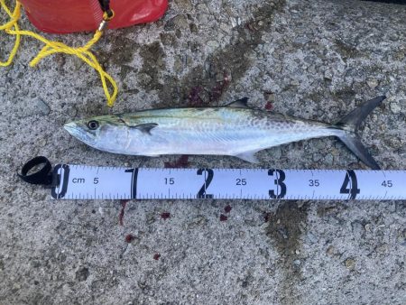 3年ぶりのサゴシ