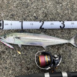 日本海のサゴシ！