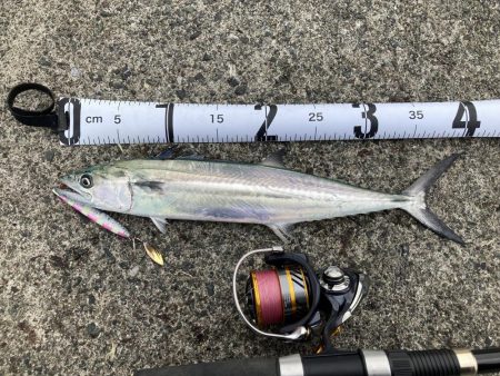 日本海のサゴシ！