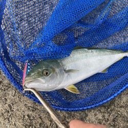 ライトショアジギング