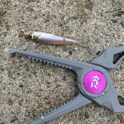 やっぱりPEは感度が良い