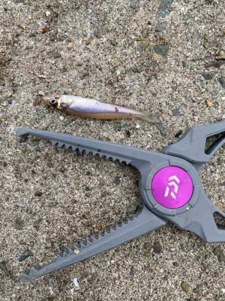 やっぱりPEは感度が良い