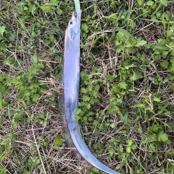 ラッキー太刀魚