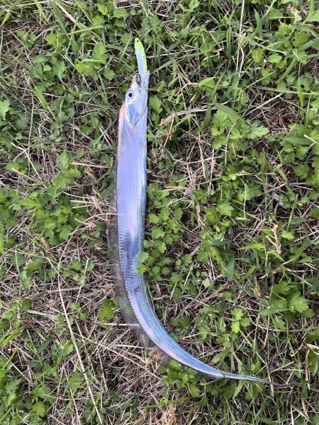 ラッキー太刀魚