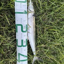 ライトショアジギング