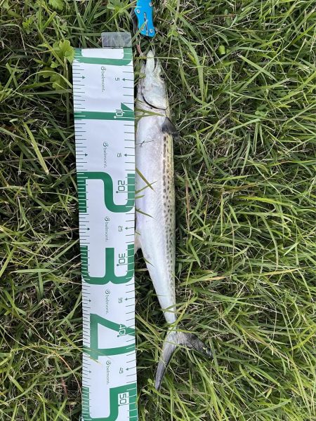 ライトショアジギング