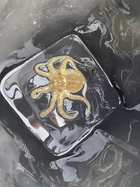 毎年恒例の年1イイダコ釣り