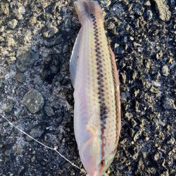 日の出渡船でカワハギ狙い