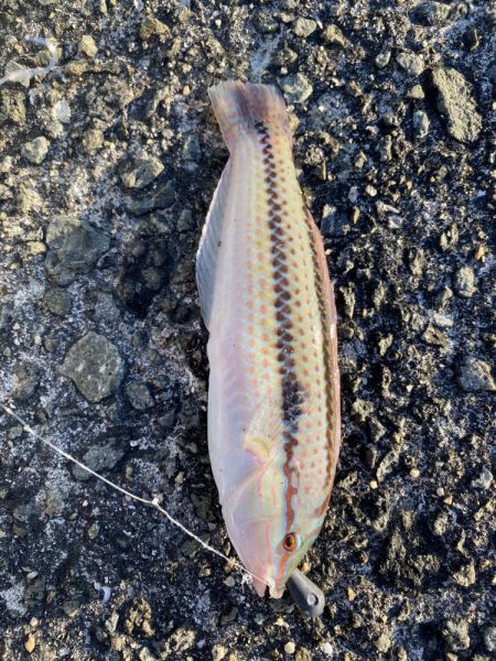 日の出渡船でカワハギ狙い