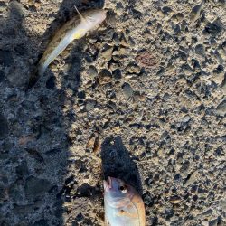 カワハギを求めて