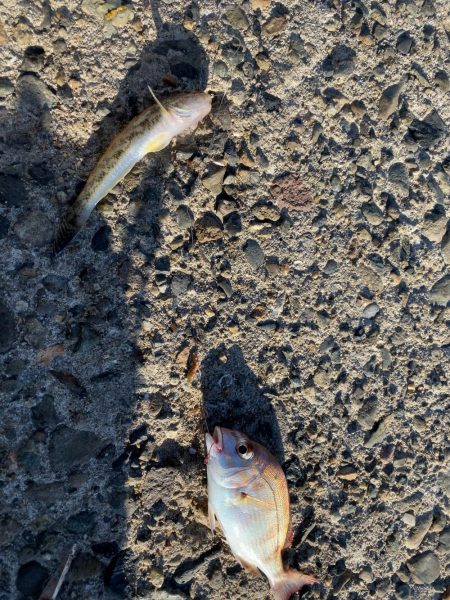 カワハギを求めて