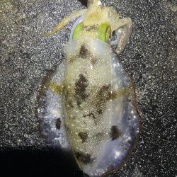 2023 佐渡ヶ島エギング 21回目【10月1日】