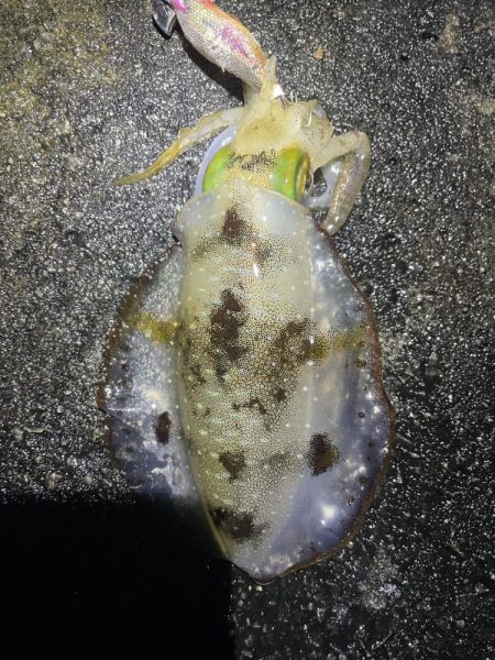 2023 佐渡ヶ島エギング 21回目【10…