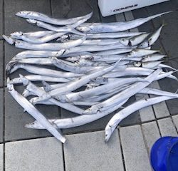 タチウオ小さい