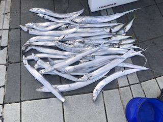 タチウオ小さい