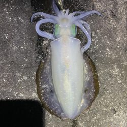 2023 佐渡ヶ島エギング 30回目【10月14日】