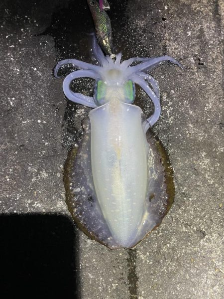 2023 佐渡ヶ島エギング 30回目【10月14日】