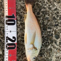 サゴシ狙いで行くものの…