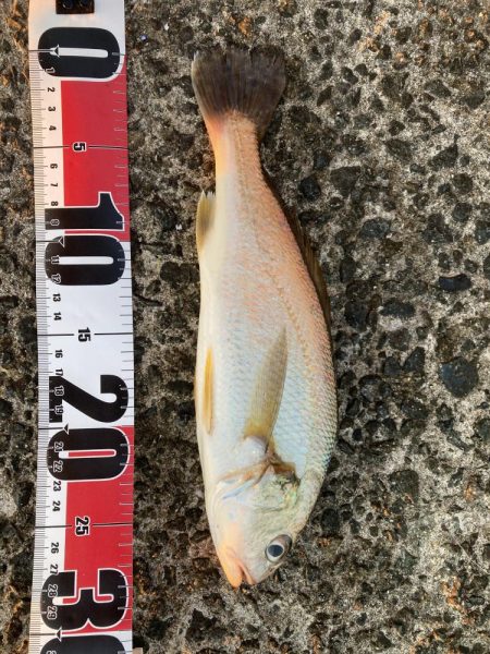 サゴシ狙いで行くものの…