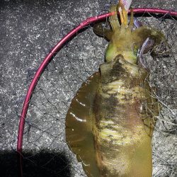 2023 佐渡ヶ島エギング 38回目【10月24日】