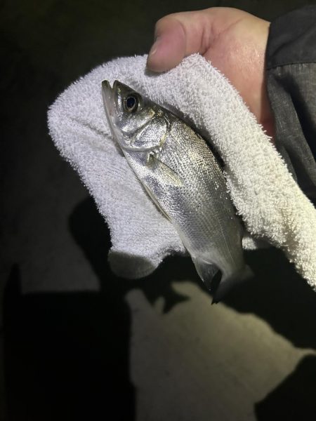 波高いんでセイゴ