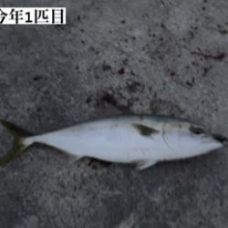 ハマチ釣れた