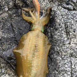 エギング　佐渡遠征③2日目、3日目