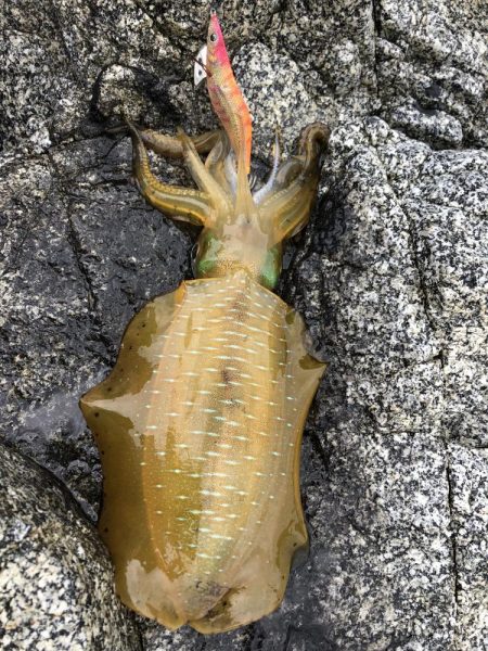 エギング　佐渡遠征③2日目、3日目