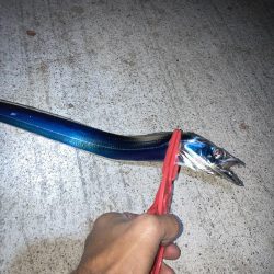 仕事帰りにタチウオ